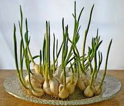 Sementara, jenis bawang putih hardneck lebih cocok di daerah yang lebih dingin atau sejuk. Teknik Sederhana Hidroponik Bawang Putih Bibit Online