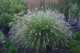 Erica Enterprises Grasses Piglet Fountain Grass Grasses Landscaping Ornamental Grasses