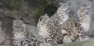 Minimum stay is 2 overnights for each place, for max 6 guest's. Snow Leopard In Ladakh The Explorations Company