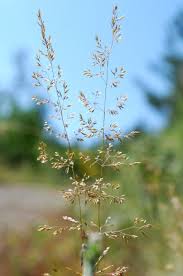 Image result for Moorochloa malacodes