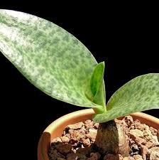 Image result for Drimiopsis