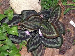 Image result for Kaempferia