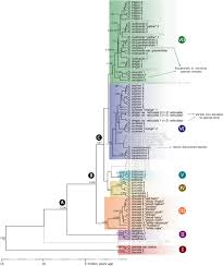 Image result for Philyrophyllum schinzii
