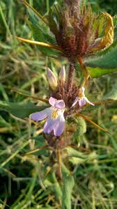 Image result for Hygrophila schulli