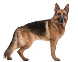 Bilder geschichte pflege temperament preis gesundheit. Deutscher Schaferhund Feragen