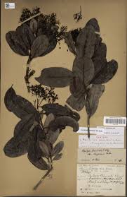 Image result for Metteniusaceae