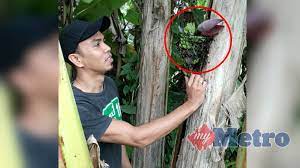 Check spelling or type a new query. Pelik Tapi Benar