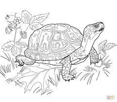 Show your kids a fun way to learn the abcs with alphabet printables they can color. Box Turtle Pyrography Woodburning Line Drawing Pattern Malvorlagen Tiere Schildkrote Zeichnung Kostenlose Ausmalbilder