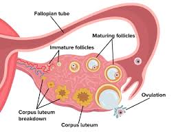 This hormone helps the egg inside your ovary. Egg Cells Ck 12 Foundation