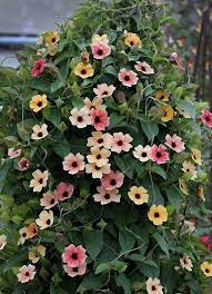 Thunbergia Alata Spanish Eyes Twinkling Climbing Flowers Plants Beautiful Flowers