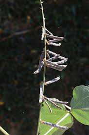 Image result for Neonotonia wightii