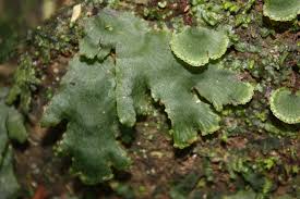 Image result for Didymoglossum erosum