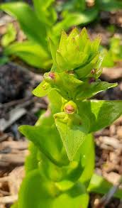 Image result for Satyrium longicauda