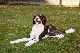 We live on 4 acres in central illinois. Best Bernedoodle Breeders 2021 10 Places To Find Bernedoodle Puppies For Sale