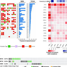 Bladder Cancer Gene Mutations Across Bbn And Human Tumors A