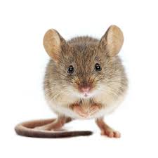 Therefore stay connected to the present moment. Here S What That House Proud Mouse Was Doing Plus Five Other Animals Who Take Cleaning Seriously