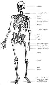 Human Skeleton Clipart Etc Human Skeleton Human Anatomy Picture Skeleton Drawings
