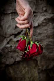 Begsoon Check Out For Beautiful Rose Flowers Love Rose Flower Beautiful Roses
