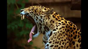 Jaguars and the leopards seem at first glance to be nearly identical, but do in fact show marked differences. Jaguars Are Returning To Southern Arizona Youtube