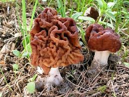 Image result for z p%u0159ednice jedovat 