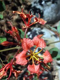 Image result for Bauhinia galpinii
