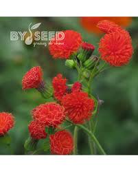 Image result for Emilia coccinea