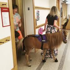 The Heartland Mini Hoofs Visited Us Today For A Special Program During The Summer Reading Club They Are Therapy Mini Horse Library Programs Library