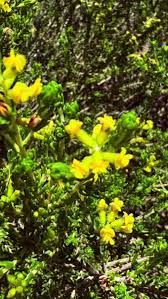 Image result for Hippocratea delagoensis