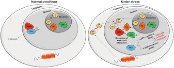 Nucleoplasm is the gelatinous substance within the nuclear envelope. The Nucleolus Structure And Function Springerlink