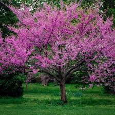Their flowers come in a variety of shades including pink, purple, red, and white. Eastern Redbud Tree Eastern Redbud Tree Redbud Tree Patio Trees