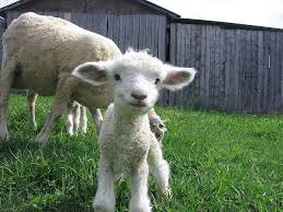 Leicester Longwool Sheep Cute Animals Cute Sheep Animals Beautiful
