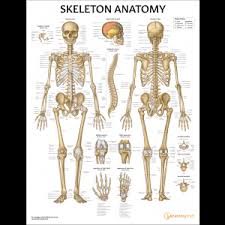 October 28 that's why we created muscle anatomy charts; Printable Muscle Anatomy Chart List Of Skeletal Muscles Of The Human Body Wikipedia This Chart Is Easily Accessible And Can Be Incorporated Into Any Of Your Personal Uses Tanaman Obat