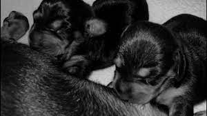 Be sure to discuss your puppy's diet and. How To Help Your Dog Give Birth Pethelpful By Fellow Animal Lovers And Experts
