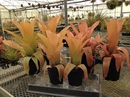 Image result for Bergia salaria
