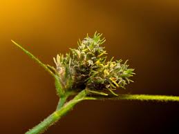 Image result for Fuirena pachyrrhiza