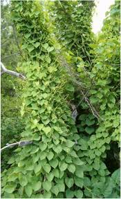 Image result for Dioscorea dregeana