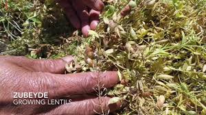 Lentil plants have an indeterminate growth habit. Growing Lentils Youtube