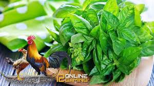 Harus diberikan secukupnya tolak angin kepada ayam aduan kita. Obat Kuat Manusia Sebagai Dopping Ayam Aduan Tips