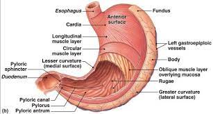 Stomach Anatomy Pictures Koibana Info Stomach Diagram Human Body Anatomy Stomach