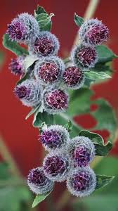 We've pulled together a rundown of 150+ bloom and plant types, alongside photos of every one and subtleties on the most ideal approach to plant them. Wildflowers 14 Types Of Wild Flowers With Pictures Flower Glossary