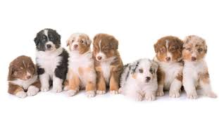 It is relaxed, loyal, and devoted, bonding closely with family, even to the point of developing separation anxiety. The Australian Shepherd Is A Smart Friendly Agile Dog