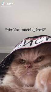 Credit To Tutiandyuki On Tik Tok Video Funny Animal Videos Cute Animals Funny Cats