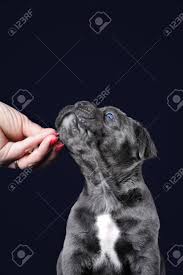 Marsupio per cani baggy belt nero grigio. Immagini Stock Cucciolo Grigio Di Corso Di Canna Con Gli Occhi Azzurri Su Una Priorita Bassa Blu Image 46418306