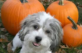 Share it with your friends and family. Happy Thanksgiving Peta Present Peta Presents