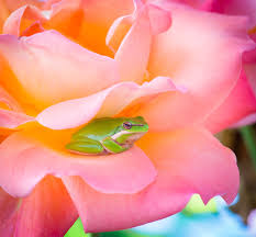 Animal Flower Frog Green Frog And Green Frog And Pink Rose Frog On Rose Wild Animals Pictures Frog Pictures Animals