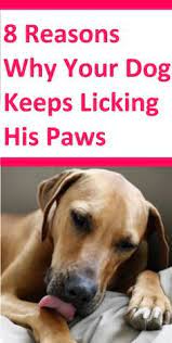 Pin By Maricela Rivera On Yorkies Dog Remedies Dogs Dog Teeth Cleaning