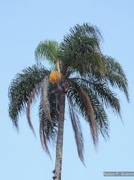 Image result for Syagrus