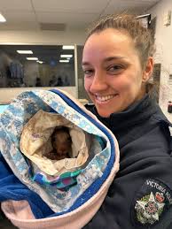 Animal Rescue Craft Guild