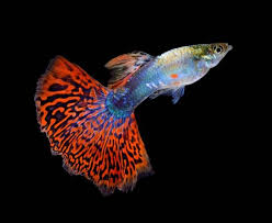 5 Reasons Why Guppies Are The Perfect Pet Guppy Fish Aquarium Fish Guppy