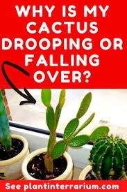 A drooping situation in just one part of the plant is a strong hint that the stem is the problem. 31 Cactus Care Tips Ideas In 2021 Cactus Care Cactus Plants